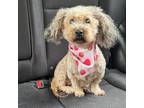 Adopt Giselle a Poodle (Standard) / Mixed dog in Bryan, TX (40632048)