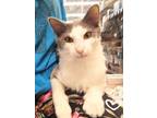 Adopt Jacob (at Mankato PetSmart) a Domestic Mediumhair / Mixed (medium coat)