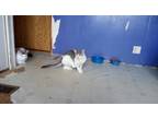 Adopt Matcha a Gray, Blue or Silver Tabby Domestic Shorthair / Mixed (short