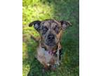 Adopt Sherry a Catahoula Leopard Dog / Mixed Breed (Medium) / Mixed dog in