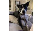 Adopt Parker a Pit Bull Terrier, Border Collie