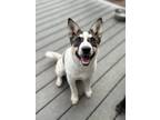 Adopt Jan a Australian Cattle Dog dog in Windsor, CO (40883308)