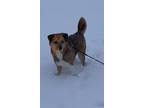 Adopt Oakley a Tan/Yellow/Fawn - with White Carolina Dog / Mixed dog in
