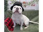 Adopt Paisley a White Staffordshire Bull Terrier / Pit Bull Terrier / Mixed dog