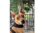 Adopt Benny a Red/Golden/Orange/Chestnut Miniature Pinscher / Rat Terrier /
