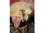 Adopt Lincoln a White Great Pyrenees / Anatolian Shepherd / Mixed dog in New