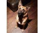 Adopt Jax a Brown/Chocolate - with Black Belgian Malinois / Belgian Malinois /