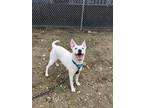 Adopt DOG OF THE MONTH! a White Australian Cattle Dog / Mixed dog in Bethel