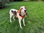 Adopt Gypsy a Tricolor (Tan/Brown & Black & White) Treeing Walker Coonhound /