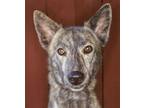 Adopt Junior a Brown/Chocolate - with Tan Husky / Shepherd (Unknown Type) /