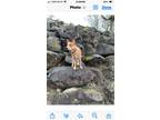 Adopt Boomer a Red/Golden/Orange/Chestnut Australian Cattle Dog / Mixed dog in