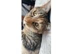 Adopt Bean a Calico or Dilute Calico Domestic Mediumhair / Mixed (medium coat)