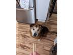 Adopt Crowley a Red/Golden/Orange/Chestnut Husky / Chow Chow / Mixed dog in San