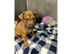 Adopt Scooby a Tan/Yellow/Fawn - with Black Pit Bull Terrier / Blue Heeler /