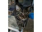 Adopt Tom Sawyer a Gray, Blue or Silver Tabby Domestic Shorthair cat in