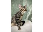 Adopt Asta a Gray, Blue or Silver Tabby Domestic Shorthair cat in Greensboro