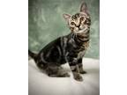 Adopt Harry a Gray, Blue or Silver Tabby Domestic Shorthair cat in Greensboro