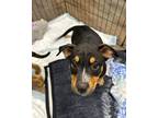 Adopt Athena a Black - with Tan, Yellow or Fawn Pit Bull Terrier / Blue Heeler /