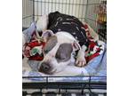 Adopt Pita a White American Pit Bull Terrier / Mixed Breed (Medium) / Mixed