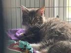 Theodore Domestic Longhair Kitten Male