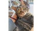 Adopt Kifo a Brown Tabby Domestic Shorthair / Mixed Breed (Medium) / Mixed