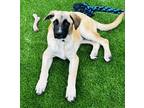 Adopt Lincoln a Tan/Yellow/Fawn Mixed Breed (Small) / Mixed Breed (Medium) /