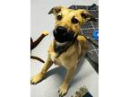 Adopt Jackie a Tan/Yellow/Fawn Mixed Breed (Small) / Mixed Breed (Medium) /