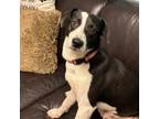 Adopt Bo a Terrier