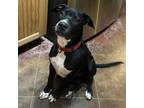 Adopt Bowser a Staffordshire Bull Terrier, Boxer
