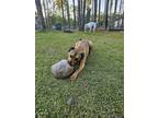 Adopt NianGao a Brown/Chocolate Labrador Retriever / Mixed dog in Spring Hill