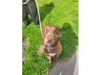 Adopt Chance a Brown/Chocolate - with White American Pit Bull Terrier / Mixed