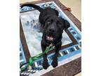 Adopt Bellatrix a Labrador Retriever / Rottweiler / Mixed dog in Grants Pass