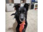 Adopt Kita a Black Shepherd (Unknown Type) / Mixed Breed (Medium) dog in