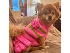 Adopt Dulcho a Pomeranian dog in Sanford, NC (41269290)