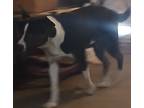 Adopt Pup pup a Black - with White American Pit Bull Terrier / Shepherd (Unknown