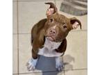 Adopt Brandy a Red/Golden/Orange/Chestnut - with White Pit Bull Terrier / Mixed