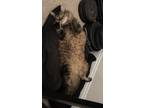 Adopt Kitty a Black (Mostly) Ragdoll / Mixed (long coat) cat in New Braunfels