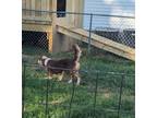 Adopt Angel a Brown/Chocolate - with White Australian Shepherd / Mixed dog in
