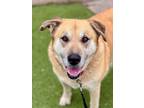 Adopt Chelsea a Tan/Yellow/Fawn Golden Retriever / Mixed Breed (Medium) / Mixed