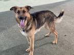 Hans German Shepherd Dog Adult Male