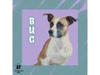 Adopt Bug a Tan/Yellow/Fawn Mixed Breed (Small) / Mixed Breed (Medium) / Mixed