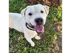 Adopt Andy Bernard a Tan/Yellow/Fawn American Pit Bull Terrier / Mixed Breed