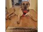 Adopt Henry a Tan/Yellow/Fawn - with White Mastiff / Great Dane / Mixed dog in