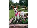 Adopt Maya a White - with Brown or Chocolate Rat Terrier / Whippet / Mixed dog