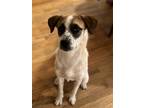 Adopt Boo 3008 a White - with Brown or Chocolate Coonhound / Foxhound / Mixed