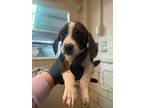 Adopt Kammy a Brindle Basset Hound / Mixed Breed (Medium) / Mixed (short coat)