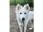 Adopt Aurora a White American Eskimo Dog / Mixed Breed (Medium) / Mixed (short