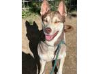Adopt Niko a Brindle Husky / Mixed Breed (Medium) / Mixed (short coat) dog in