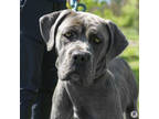 Adopt Nola a Merle Mastiff / Mixed Breed (Medium) / Mixed (short coat) dog in