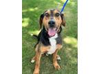 Adopt Hank (adult) a Tricolor (Tan/Brown & Black & White) Labrador Retriever dog